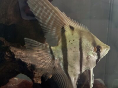 Peixes e camarões