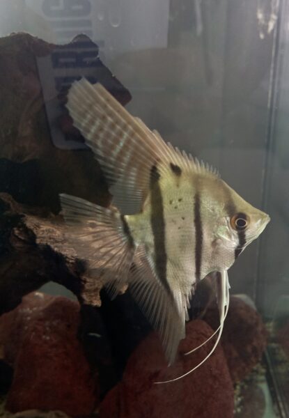 Peixes e camarões