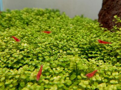 Peixes e camarões