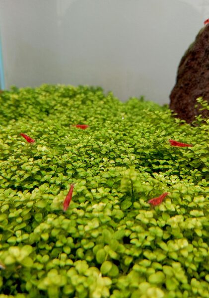 Peixes e camarões