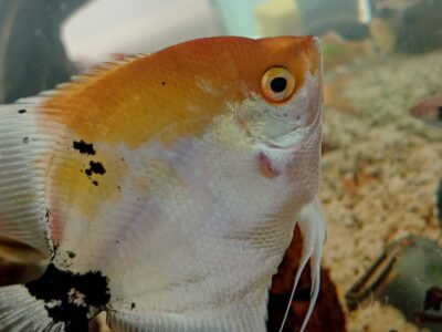 Peixes e camarões