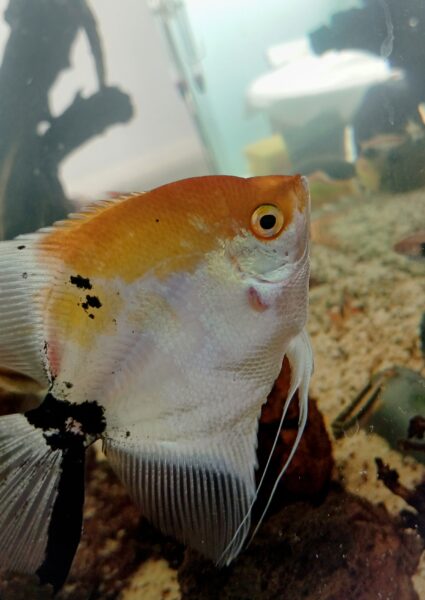 Peixes e camarões