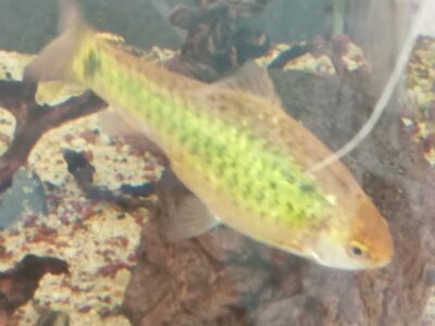 Peixes e camarões