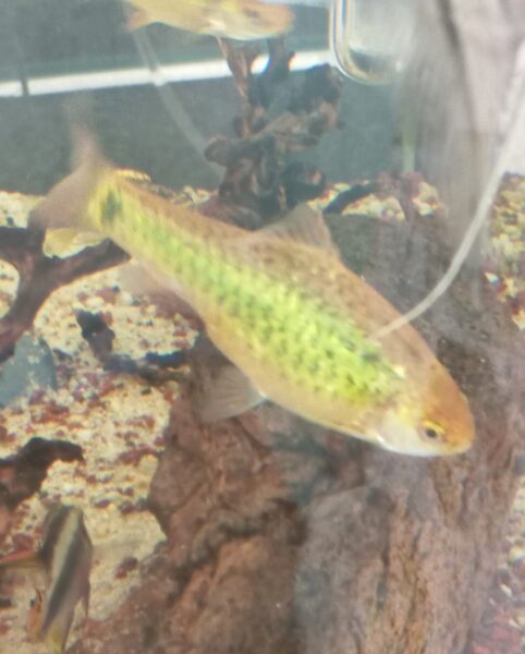 Peixes e camarões